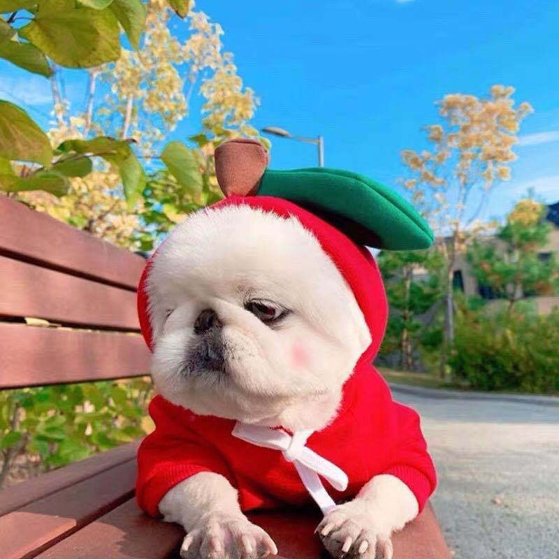 Cute Fruit Dog Clothes For Small Dogs Hoodies Winter Warm Fleece Pet Clothing Puppy Cat Costume Coat For French Chihuahua Outfit - Get It for Your Pets - Pet Store