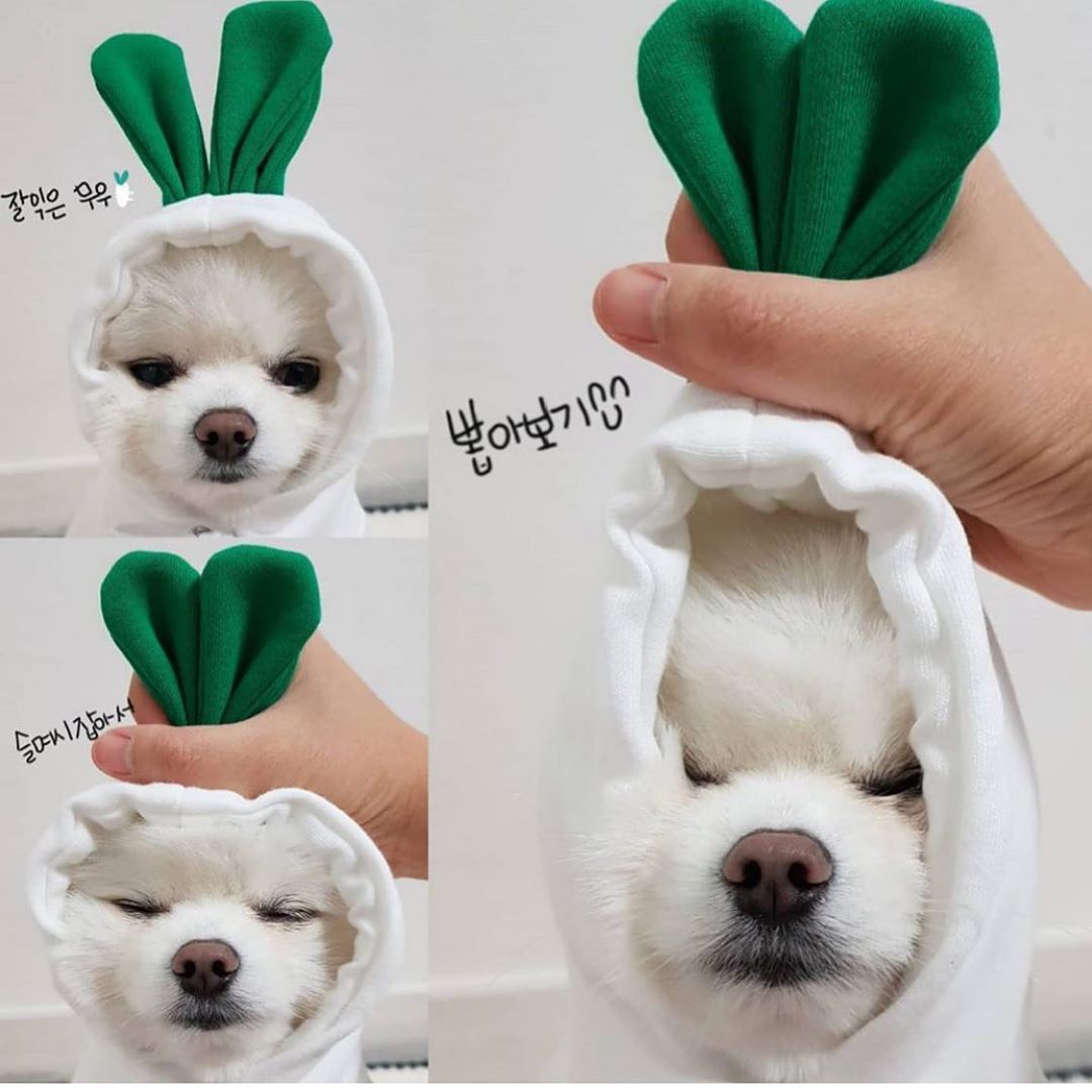 Cute Fruit Dog Clothes For Small Dogs Hoodies Winter Warm Fleece Pet Clothing Puppy Cat Costume Coat For French Chihuahua Outfit - Get It for Your Pets - Pet Store