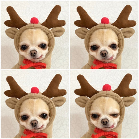 Cute Fruit Dog Clothes For Small Dogs Hoodies Winter Warm Fleece Pet Clothing Puppy Cat Costume Coat For French Chihuahua Outfit - Get It for Your Pets - Pet Store