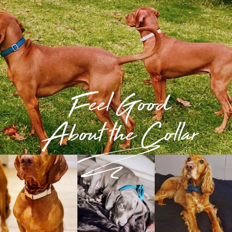Multiple Colour Velvet Personalise Dog Collar Leash Set With Bow - Get It for Your Pets
