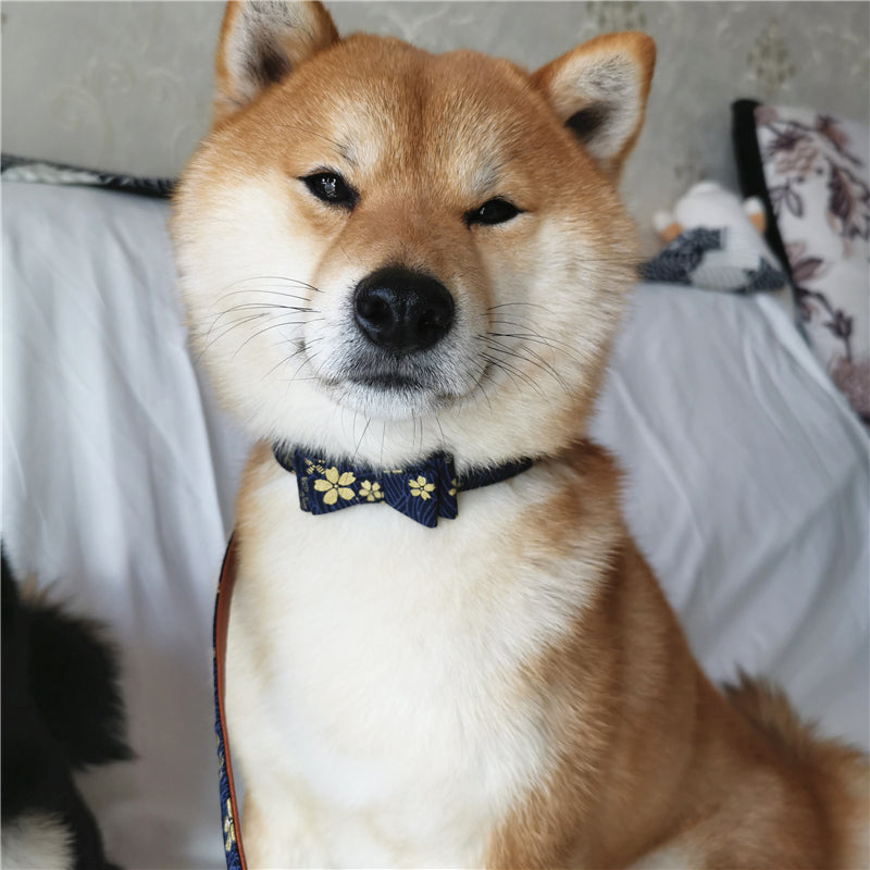Pet collar leash - Get It for Your Pets