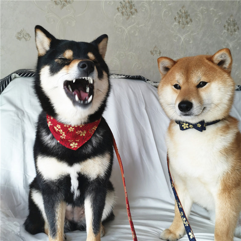Pet collar leash - Get It for Your Pets
