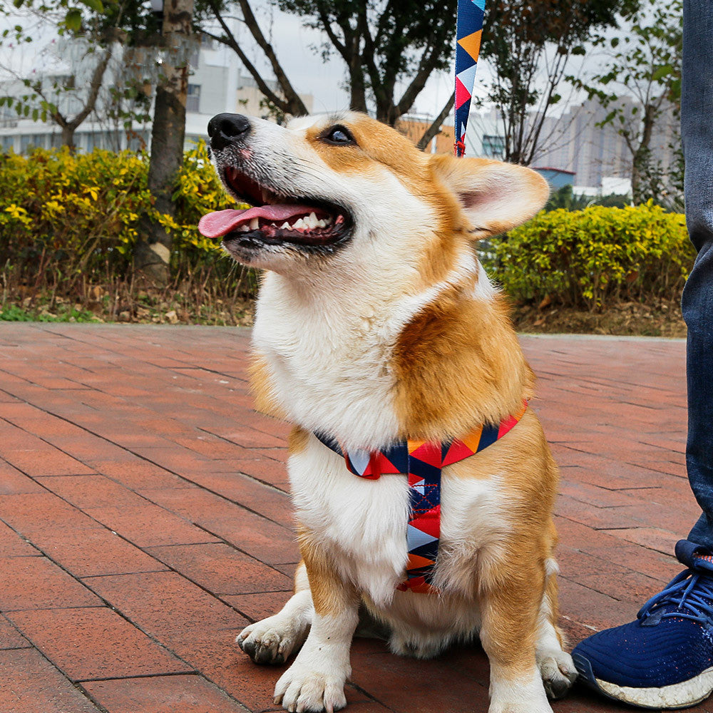 Pet leash collar - Get It for Your Pets
