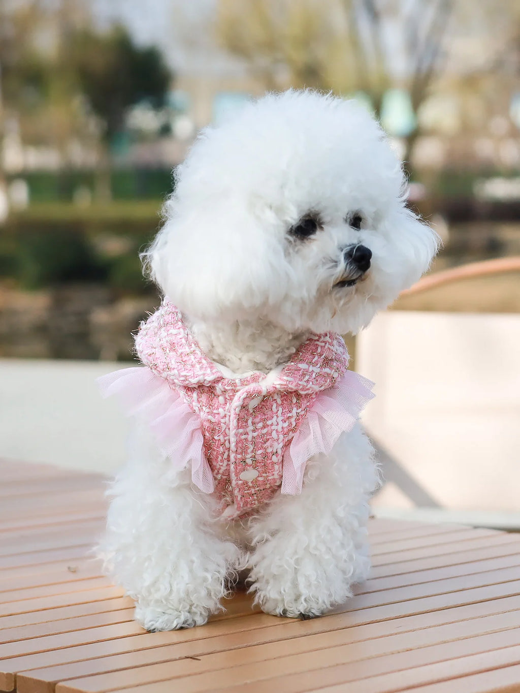 Dog clothes Princess Dress & Jacket For Pets, Suitable For Poodle, Maltese, Yorkshire Terrier In Spring And Autumn