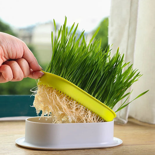 1PC Catnip Cultivation Hydroponic Box, Seed Cultivation Pot, Garden Planting Tray, Indoor Soilless Hydroponic