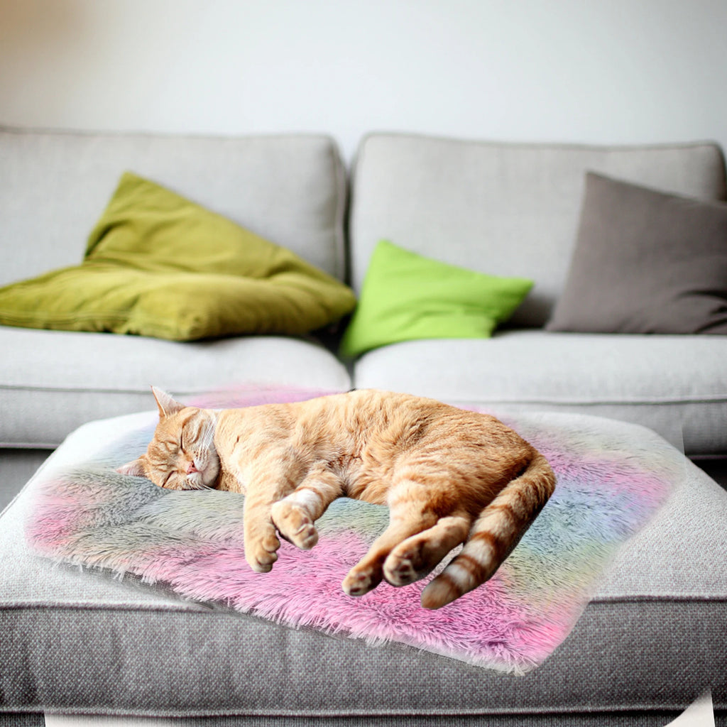 Bed for Cats Pet Products Cushions Kitten Goods Accessories Dog All Houses Supplies Things Accessory Habitats Basket House Beds