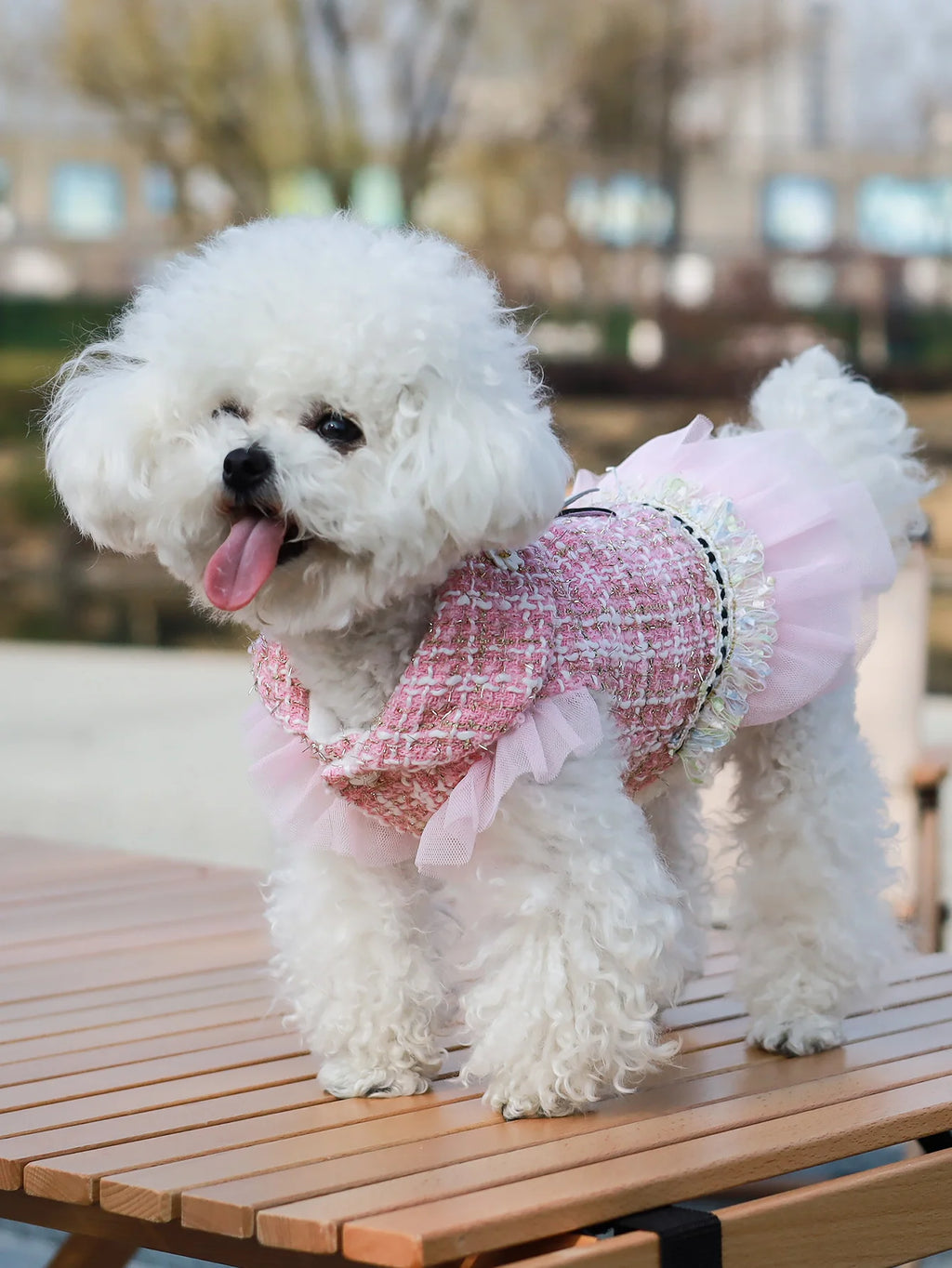 Dog clothes Princess Dress & Jacket For Pets, Suitable For Poodle, Maltese, Yorkshire Terrier In Spring And Autumn