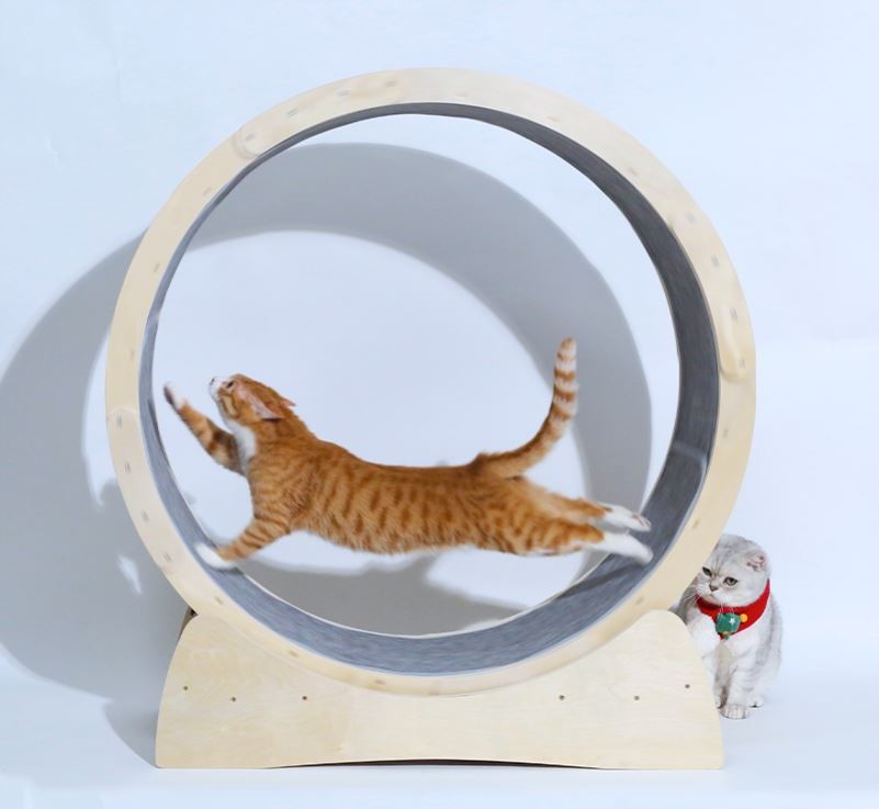 Special Toys For Cat Treadmill Roller - Get It for Your Pets