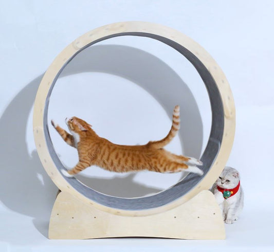 Special Toys For Cat Treadmill Roller - Get It for Your Pets